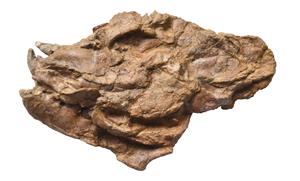 Troben a l’Alt Penedès l’esquelet parcial d’un felí de fa quasi 16 milions d’anys, un exemplar únic al món. ACN