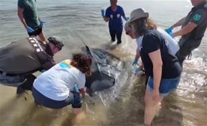 Un naixement insòlit a la platja de Calafell: una manta dona a llum durant el seu rescat. EIX