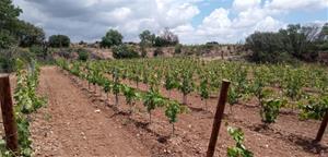 Un paisatge de vinyes a la Granada. Unió de Pagesos