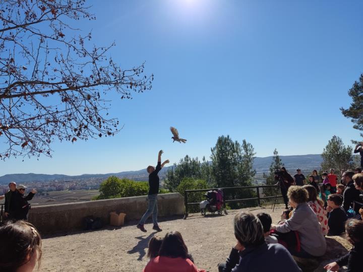 Alliberament d’un rapinyaire a la muntanya de Sant Pau