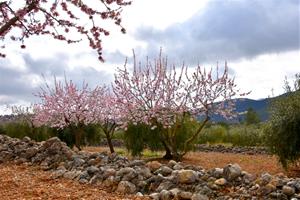 Ametllers florits a Torrelles de Foix. Àngela Llop