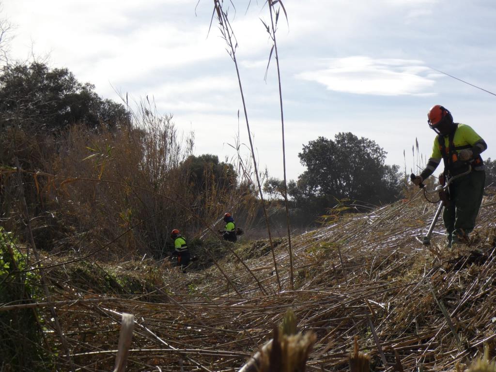 Avança la restauració ambiental de la Riera de la Bisbal. Gepec