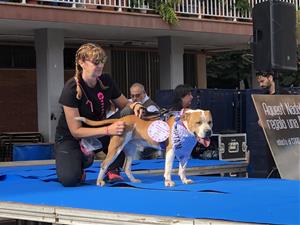 CAAD Penedès farà una passarel·la d'adopció de gossos a Sitges. CAAD Penedès