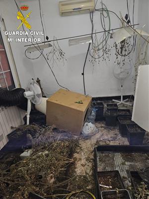 Desmantellada una plantació de marihuana en una casa de Mediona