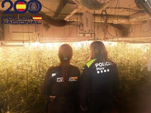 Desmantellen tres plantacions interiors amb més de 1.100 plantes de marihuana a Piera. ACN