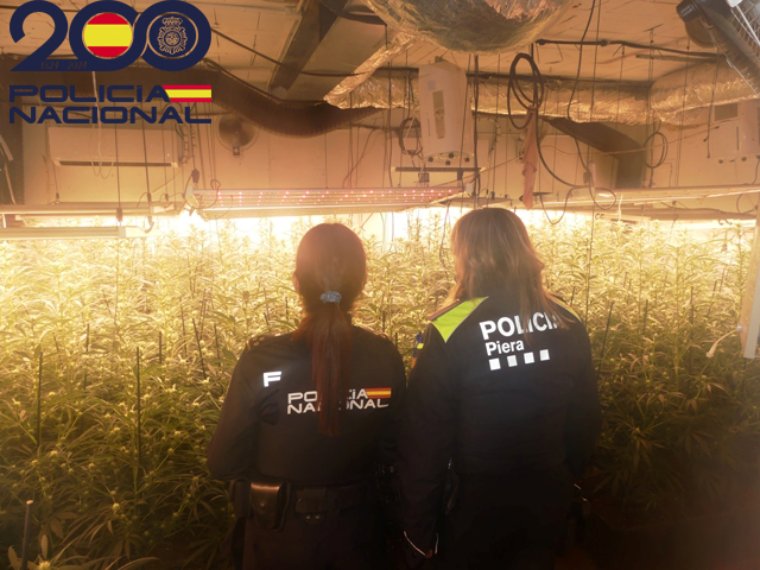 Desmantellen tres plantacions interiors amb més de 1.100 plantes de marihuana a Piera. ACN