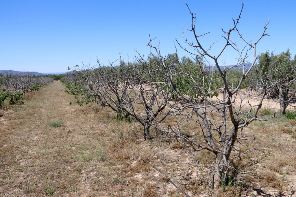 El 2024 es converteix en l'any més càlid i el primer en què se superen els 1,5 graus respecte a l'època preindustrial. ACN