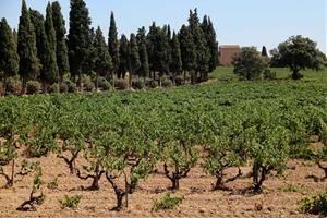 El Penedès es proposa entrar al ‘top 10’ europeu dels destins enoturístics en menys de cinc anys. ACN