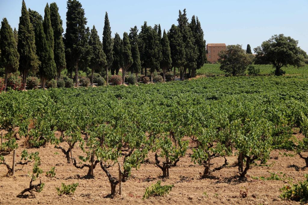 El Penedès es proposa entrar al ‘top 10’ europeu dels destins enoturístics en menys de cinc anys. ACN