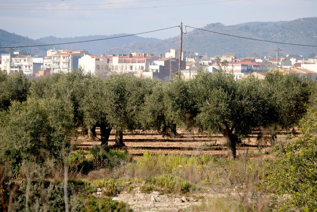 Els promotors del futur polígon logístic Les Planes del Vent de la Bisbal del Penedès tornen a modificar el projecte. ACN