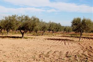 Els promotors del futur polígon logístic Les Planes del Vent de la Bisbal del Penedès tornen a modificar el projecte