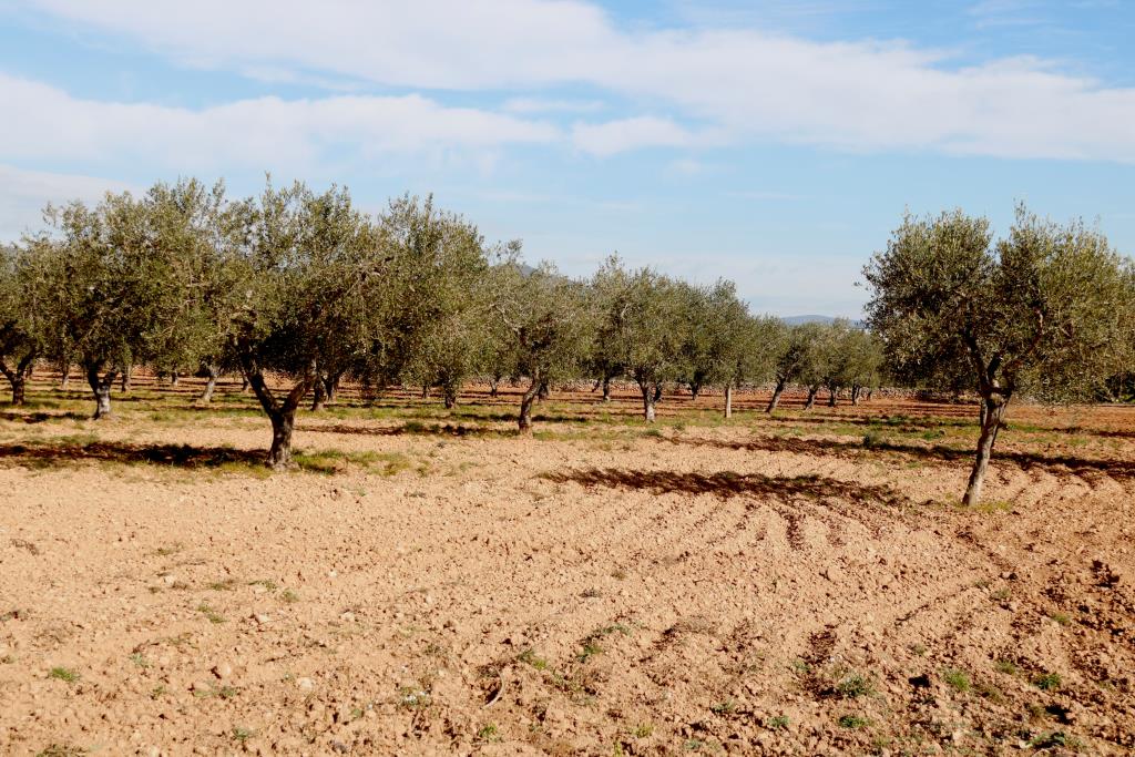 Grups ecologistes reclamen la nul·litat de la requalificació dels terrenys dels Masos a la Bisbal del Penedès . ACN