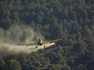 L'eficàcia dels tractaments aeris per al control de la processionària del pi contribueix a reduir la plaga. Generalitat de Catalunya