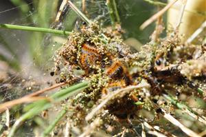 L'eficàcia dels tractaments aeris per al control de la processionària del pi contribueix a reduir la plaga