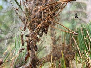 L'eficàcia dels tractaments aeris per al control de la processionària del pi contribueix a reduir la plaga