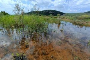 Les basses de l'antic abocador del Garraf afavoreixen la conservació dels amfibis del parc