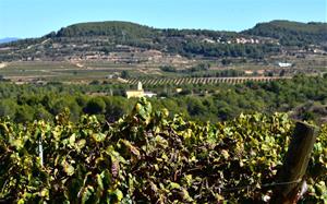 Paisatge d'Avinyonet del Penedès envoltat de vinyes. Àngela Llop