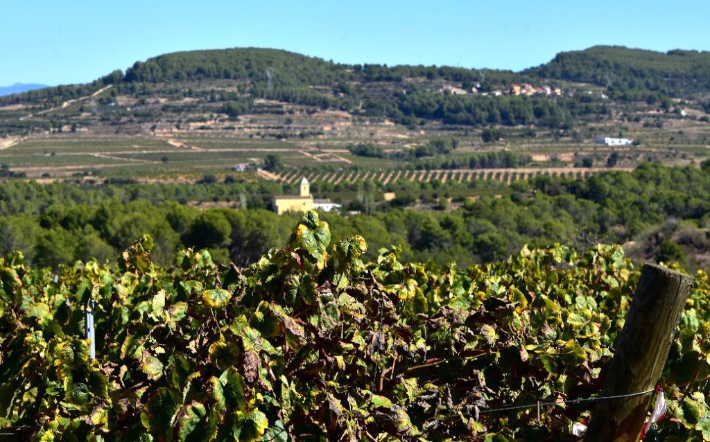 Paisatge d'Avinyonet del Penedès envoltat de vinyes. Àngela Llop