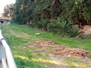 Restes de poda de palmera que es troben al torrent de Sant Joan. Eix