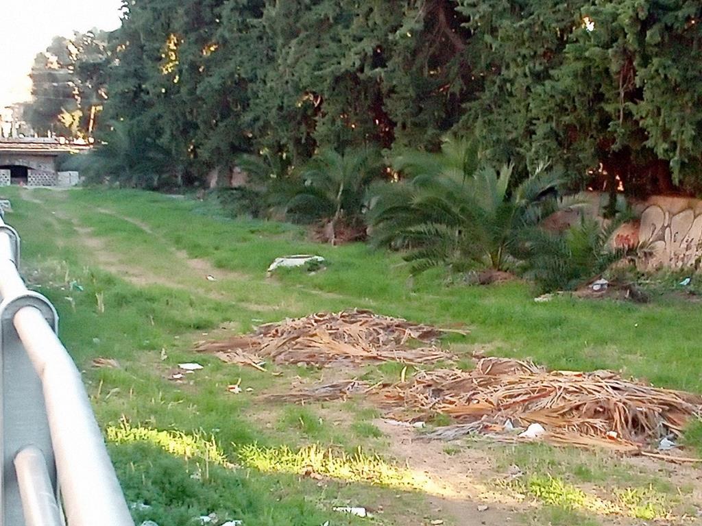 Restes de poda de palmera que es troben al torrent de Sant Joan. Eix