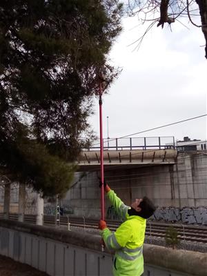 Vilafranca pren mesures contra la proliferació de l’eruga processionària en pins i cedres. Ajuntament de Vilafranca