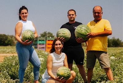 Comença la collita de síndries als camps de l’Ebre . Ametller Origen