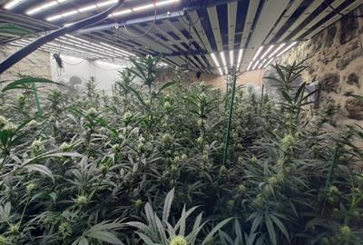 Detenen 4 persones per cultivar marihuana en una masia de Castellolí. ACN