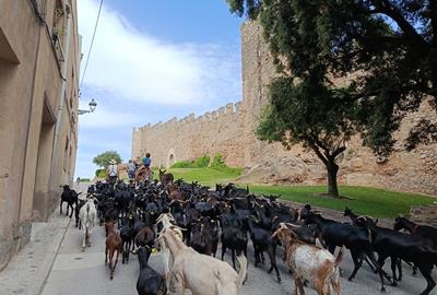 El Camí ramader de Marina porta la transhumància al Penedès i reivindica el món rural com a patrimoni viu. EIX