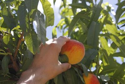 El mapa intel·ligent dels arbres fruiters. Ametller Origen