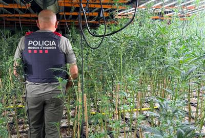 Els Mossos desmantellen una plantació amb 1.900 plantes de marihuana en una nau de Sant Quintí de Mediona. Mossos d'Esquadra