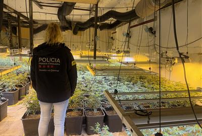 Els Mossos desmantellen una plantació de marihuana amb 1.606 plantes al Pla del Penedès. Mossos d'Esquadra