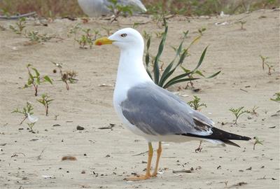 Gavià argentat (Larus michahellis) a la platja de Ribes Roges. La Foixarda