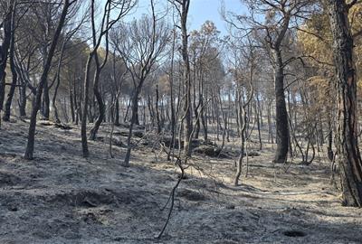 La Diputació activa el suport als municipis afectats per l'incendi de Carme i destaca l'eficàcia de la gestió forestal preventiva. Diputació de Barcel