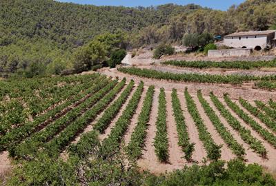 Sant Pere de Ribes lidera la creació d’un Espai Agrari a la Plana del Garraf per preservar i ajudar la pagesia. ACN