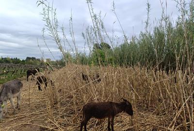 Un ramat de rucs per combatre la canya americana: prova pilot amb èxit al Penedès. GEPEC