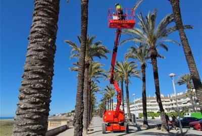 Vilanova i la Geltrú revisa més de 500 palmeres per garantir-ne la seguretat i l’estat de salut. Ajuntament de Vilanova