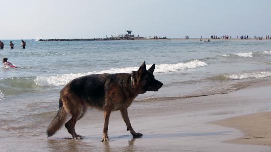 L'Ajuntament de Vilanova i la Geltrú permetrà que els propietaris de gossos puguin portar els seus animals a la platja naturista que hi ha al costat de la platja de Sant Gervasi